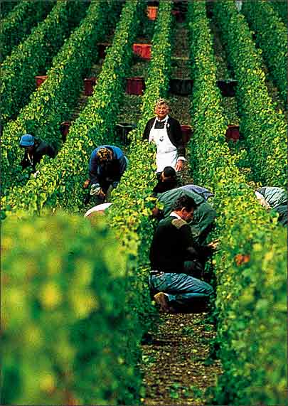 河北固安:工艺葫芦种植拓宽百姓致富路