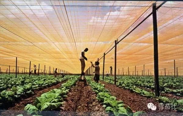 科技赋能 打造智慧中药材种植新标杆