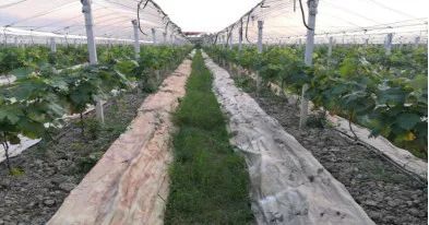 推动黄河流域高质量发展